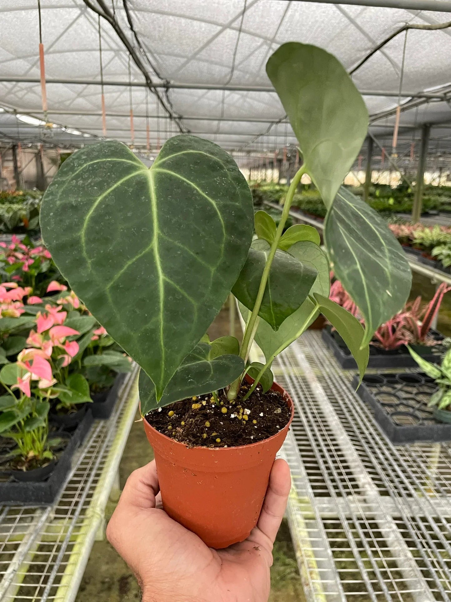 Velvet cardboard anthurium