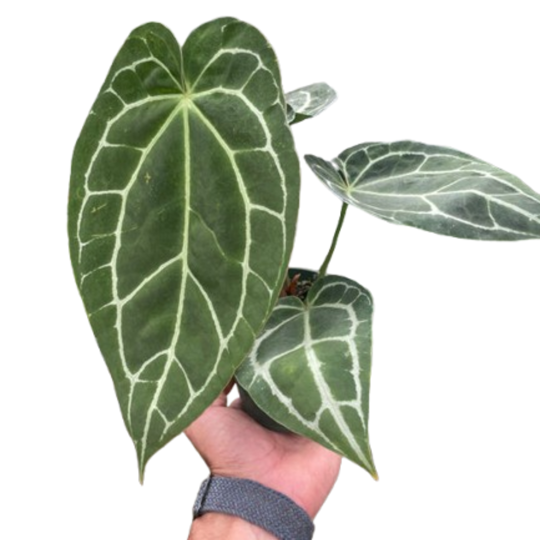 Crystal Laceleaf