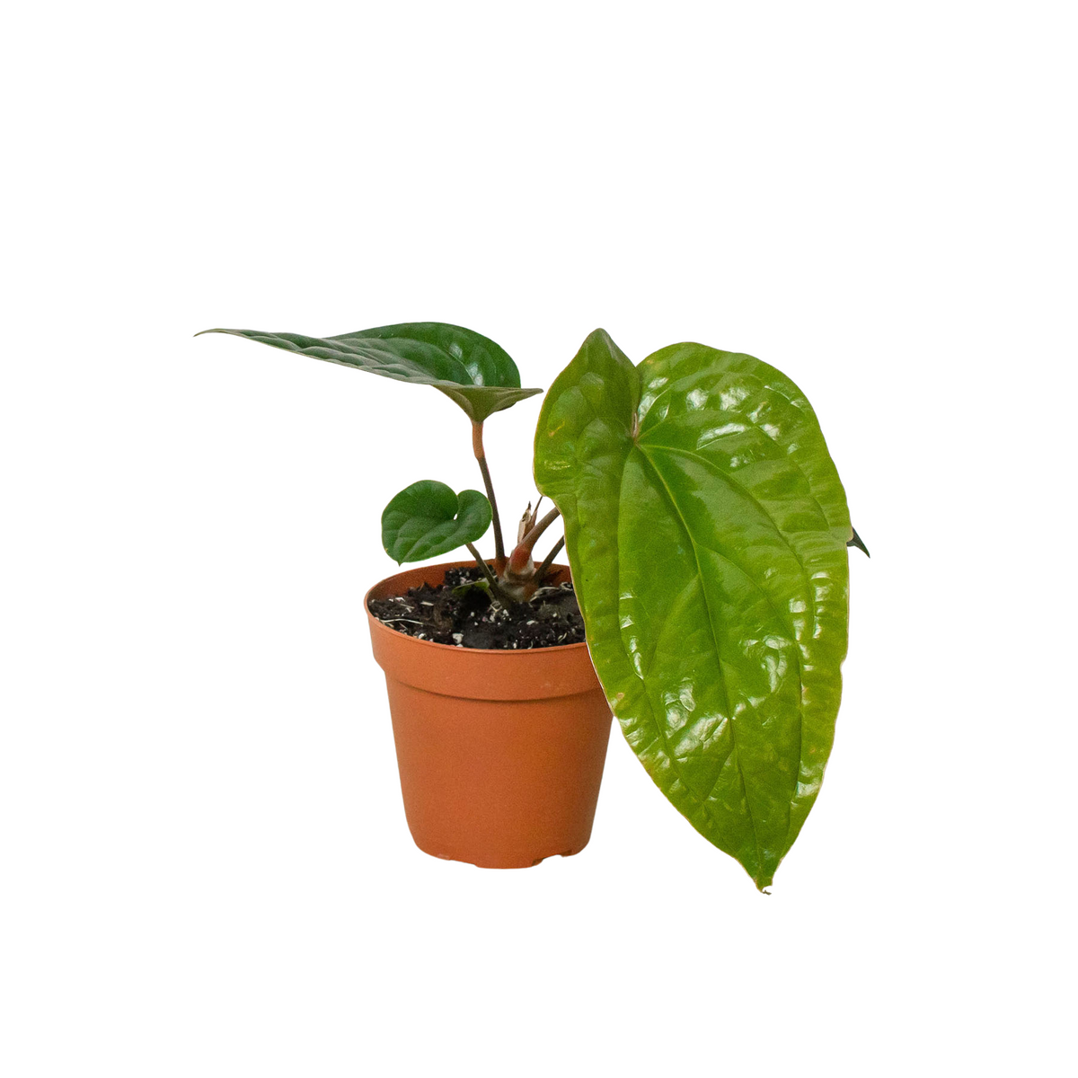 Anthurium radicans × luxurians