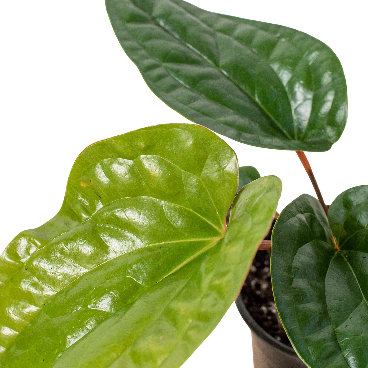 Anthurium radicans × luxurians