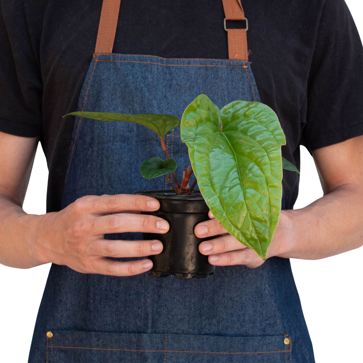 Anthurium radicans × luxurians