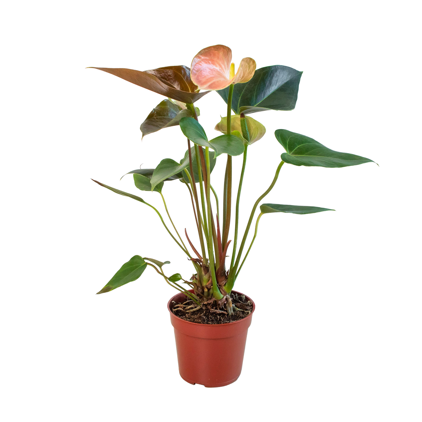Anthurium 'Rainbow champion'