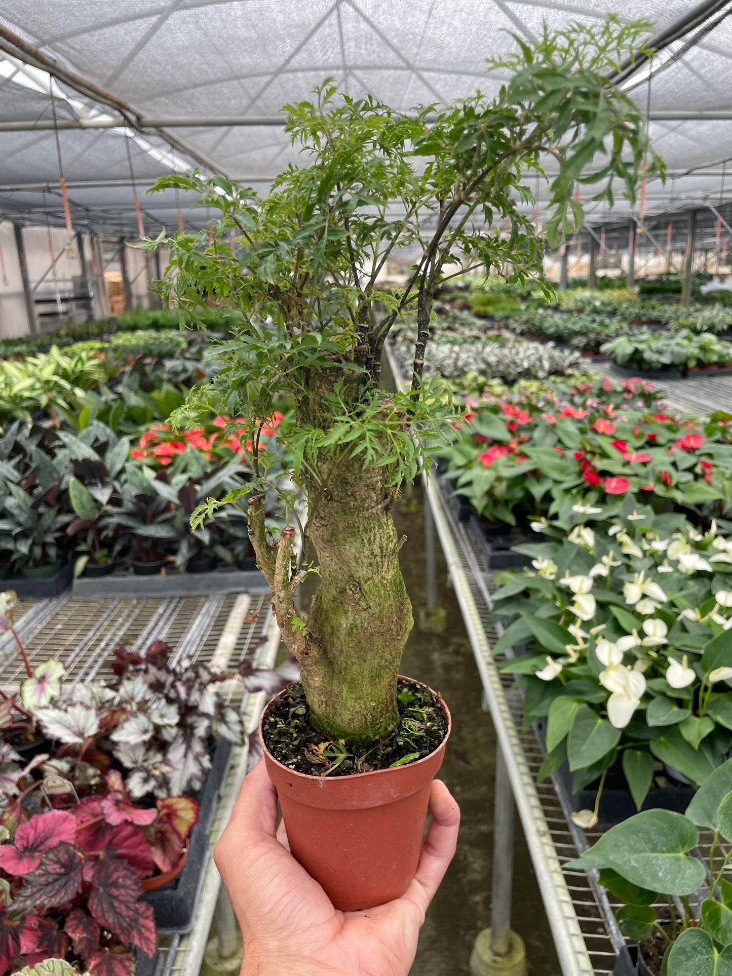 Ming Aralia