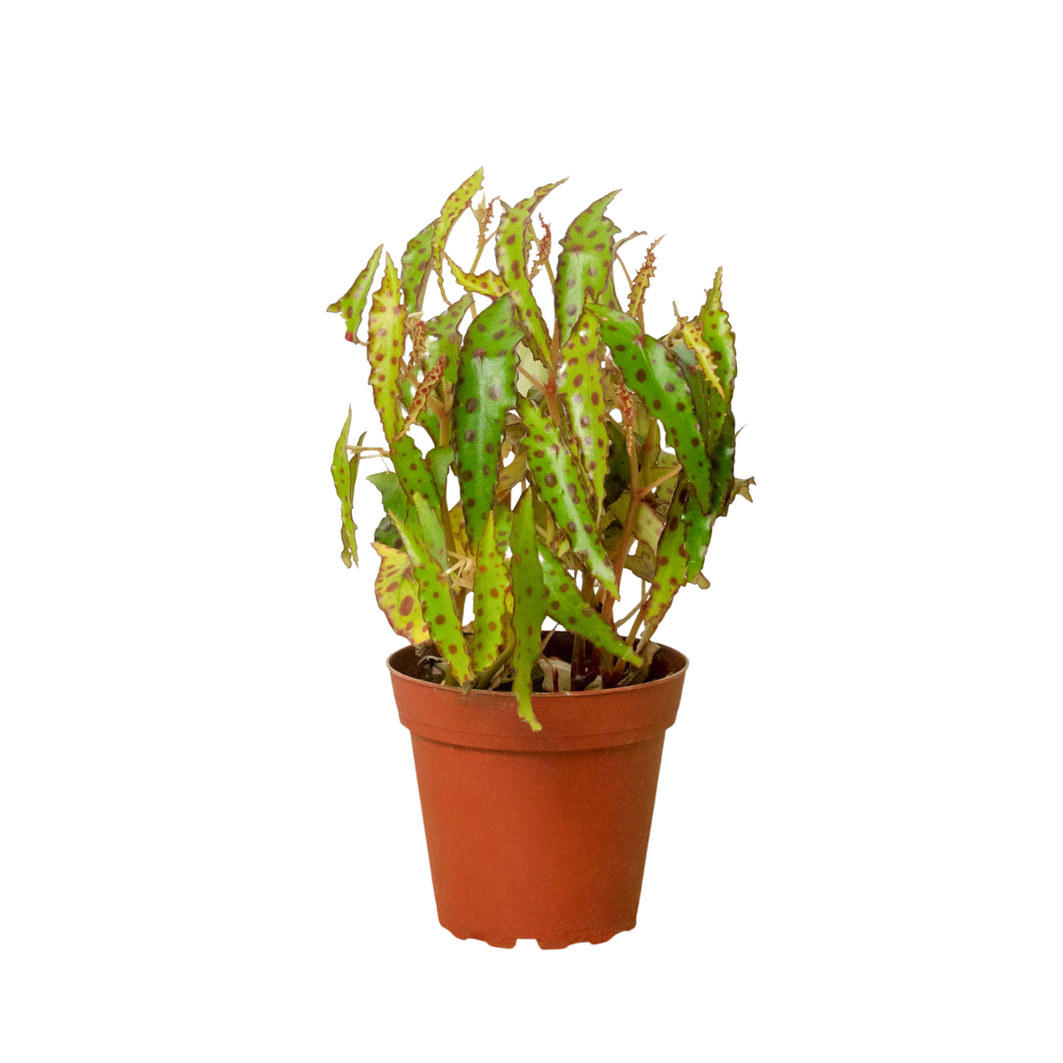 Begonia amphioxus