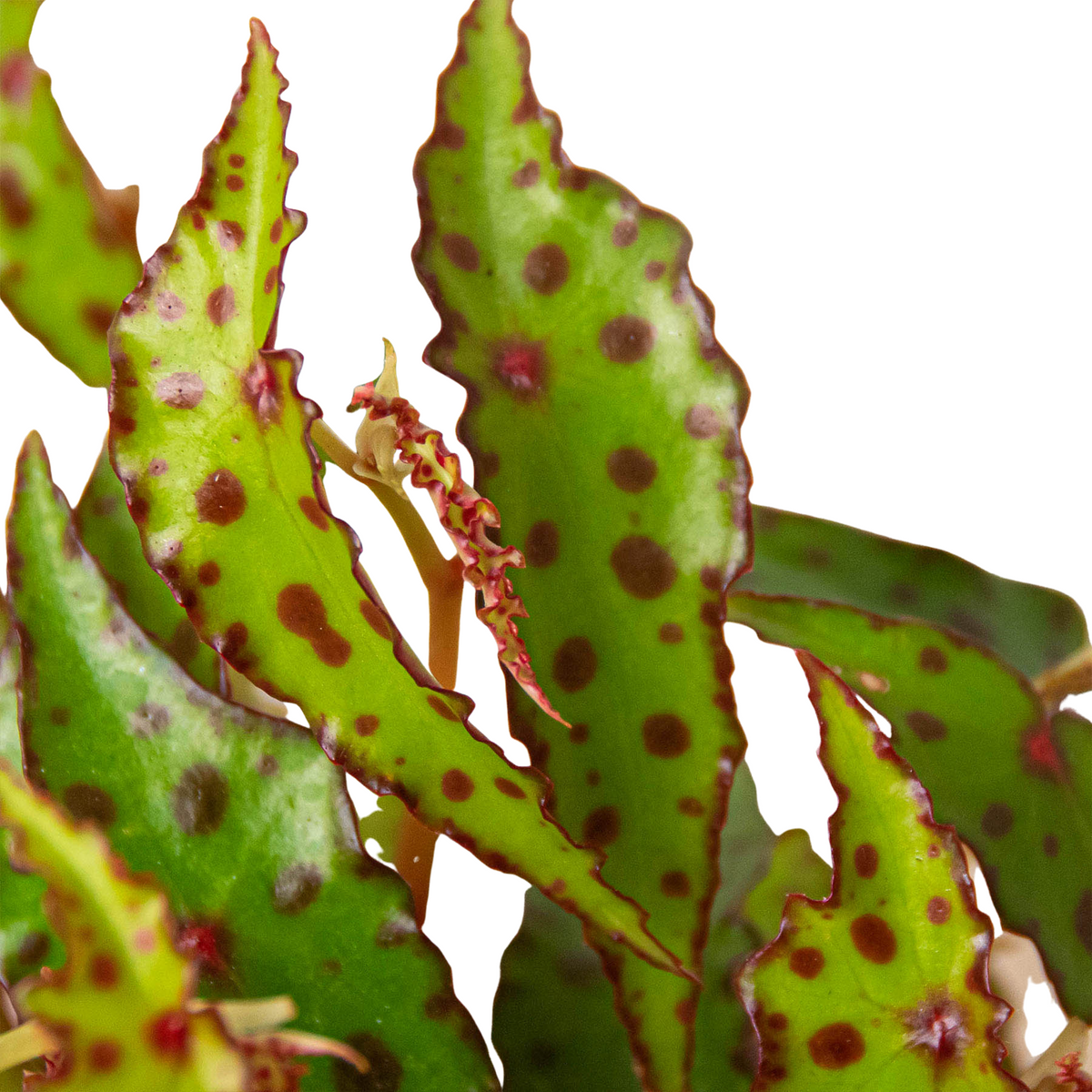 Begonia amphioxus