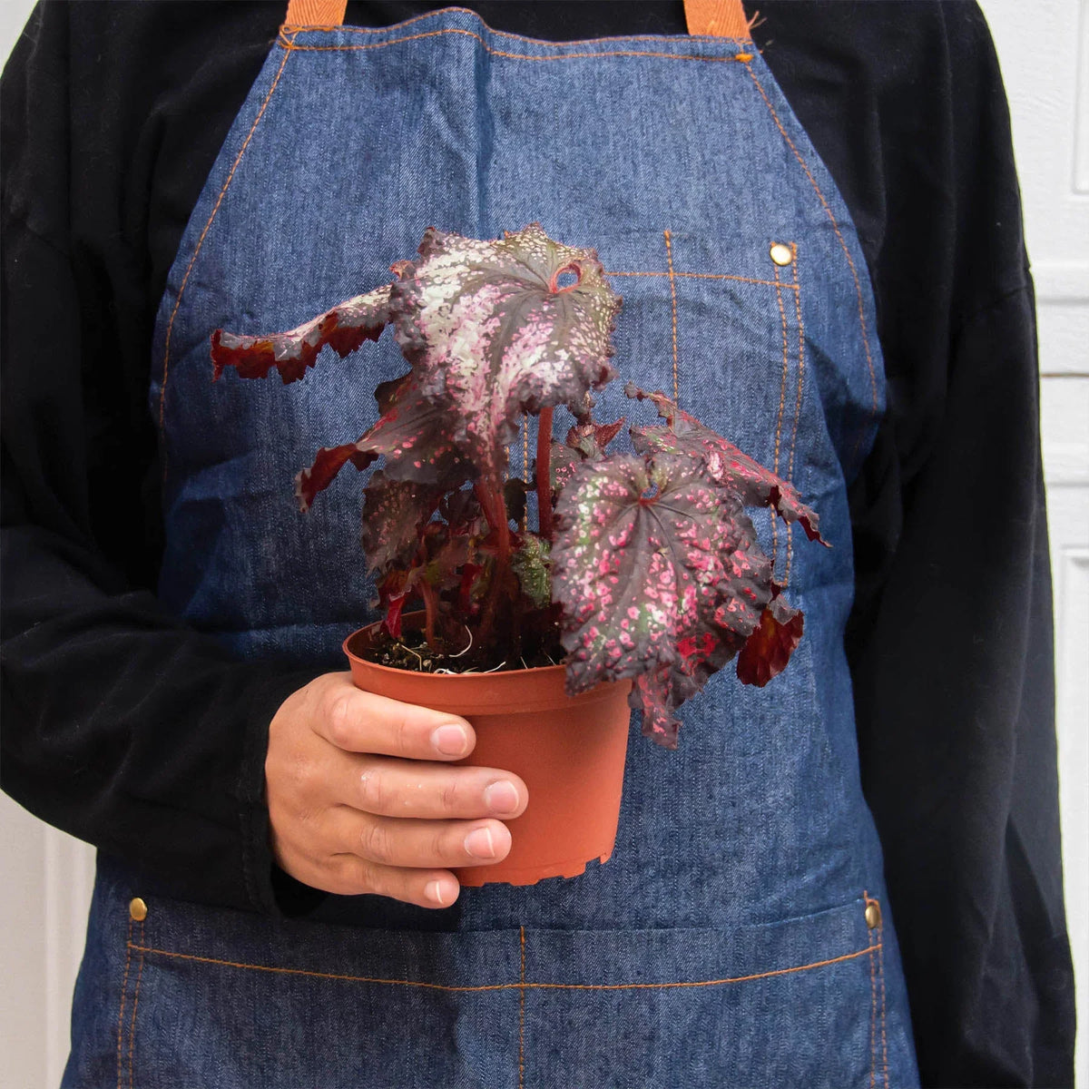 Begonia 'Rex' 4 Pack Variety