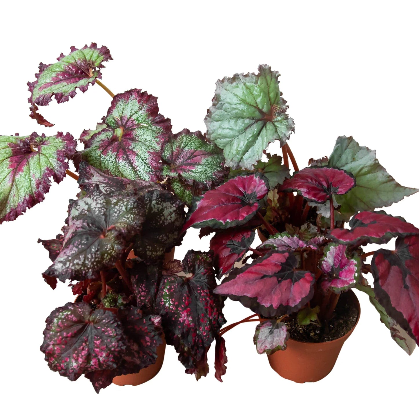 Begonia 'Rex' 4 Pack Variety