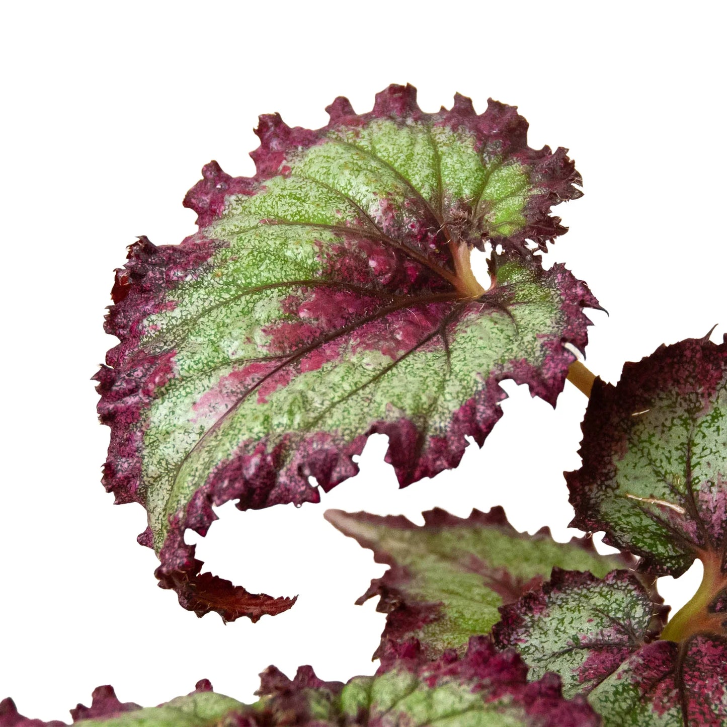 Begonia 'Rex' 4 Pack Variety