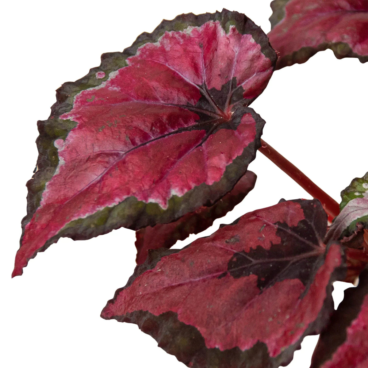 Begonia 'Rex' 4 Pack Variety