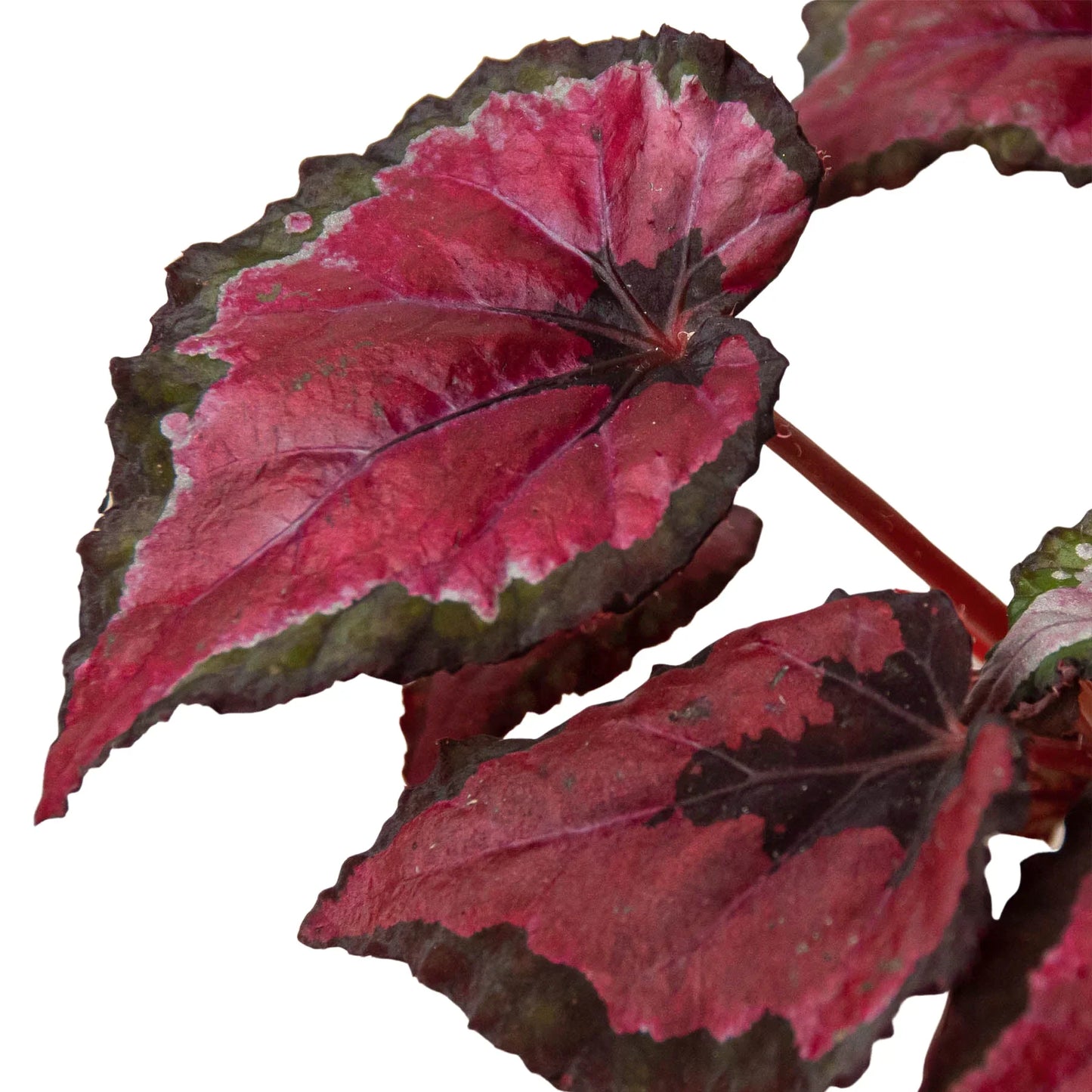 Begonia 'Rex' 4 Pack Variety