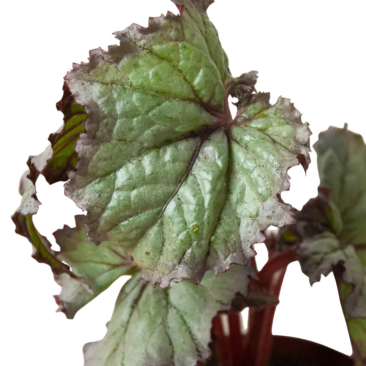 Begonia 'Rex' 4 Pack Variety