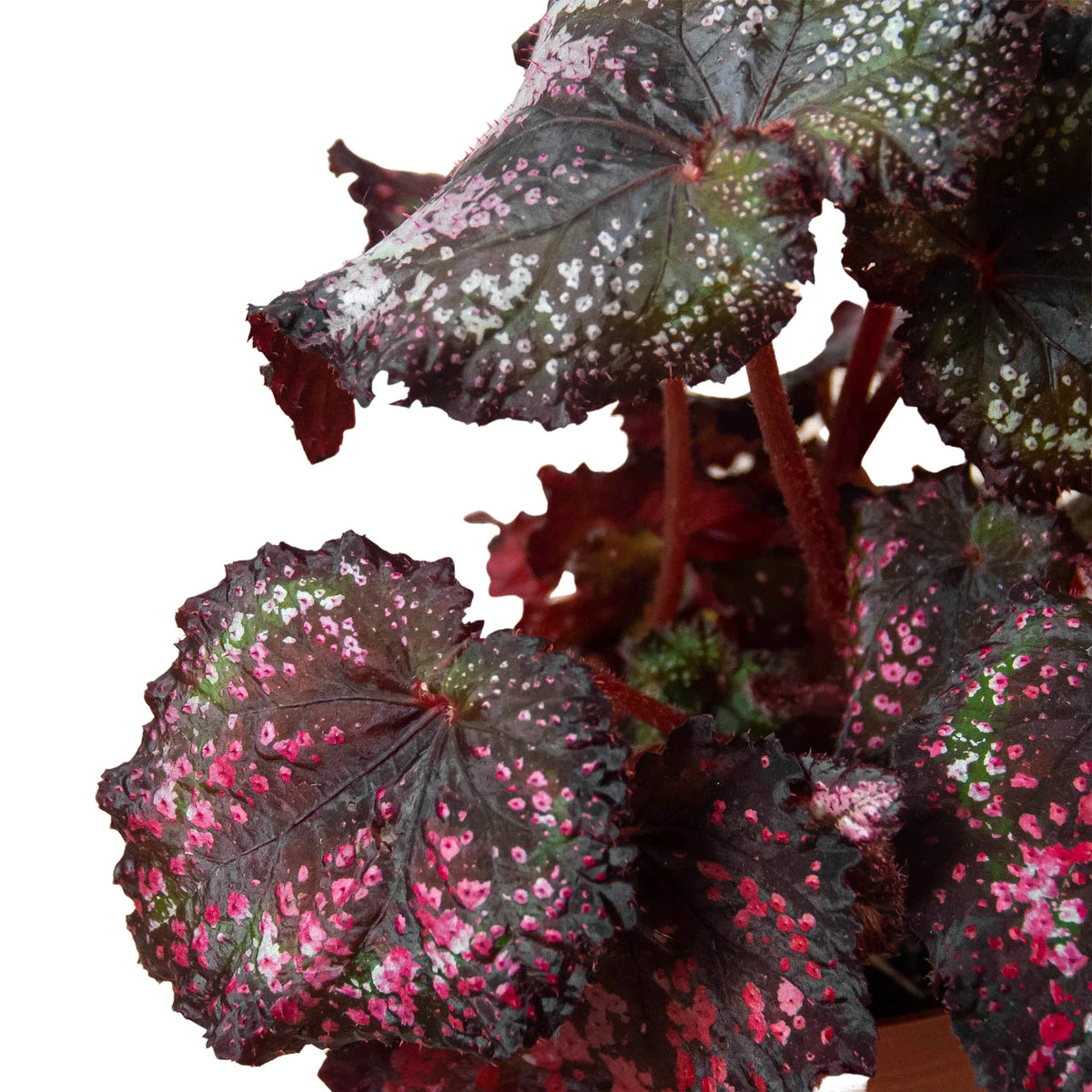 Begonia 'Rex' 4 Pack Variety