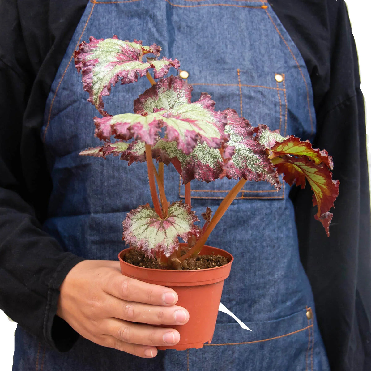 Begonia 'Rex' 4 Pack Variety
