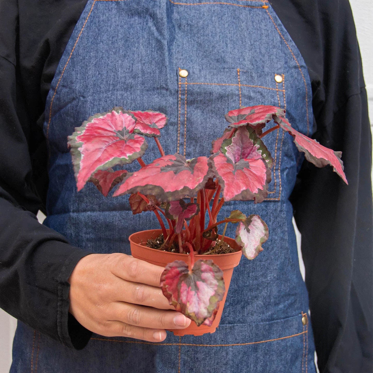 Begonia 'Rex' 4 Pack Variety