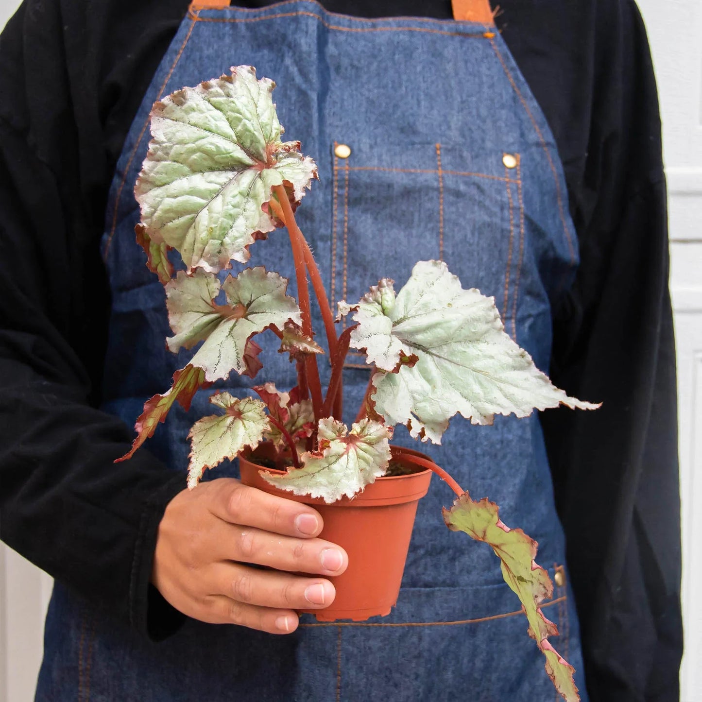 Begonia 'Rex' 4 Pack Variety