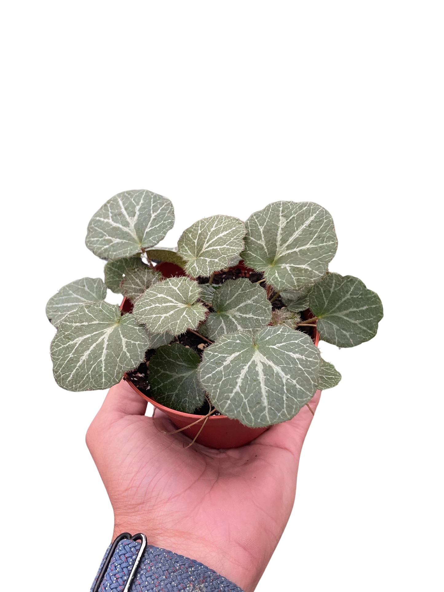 Creeping Saxifrage
