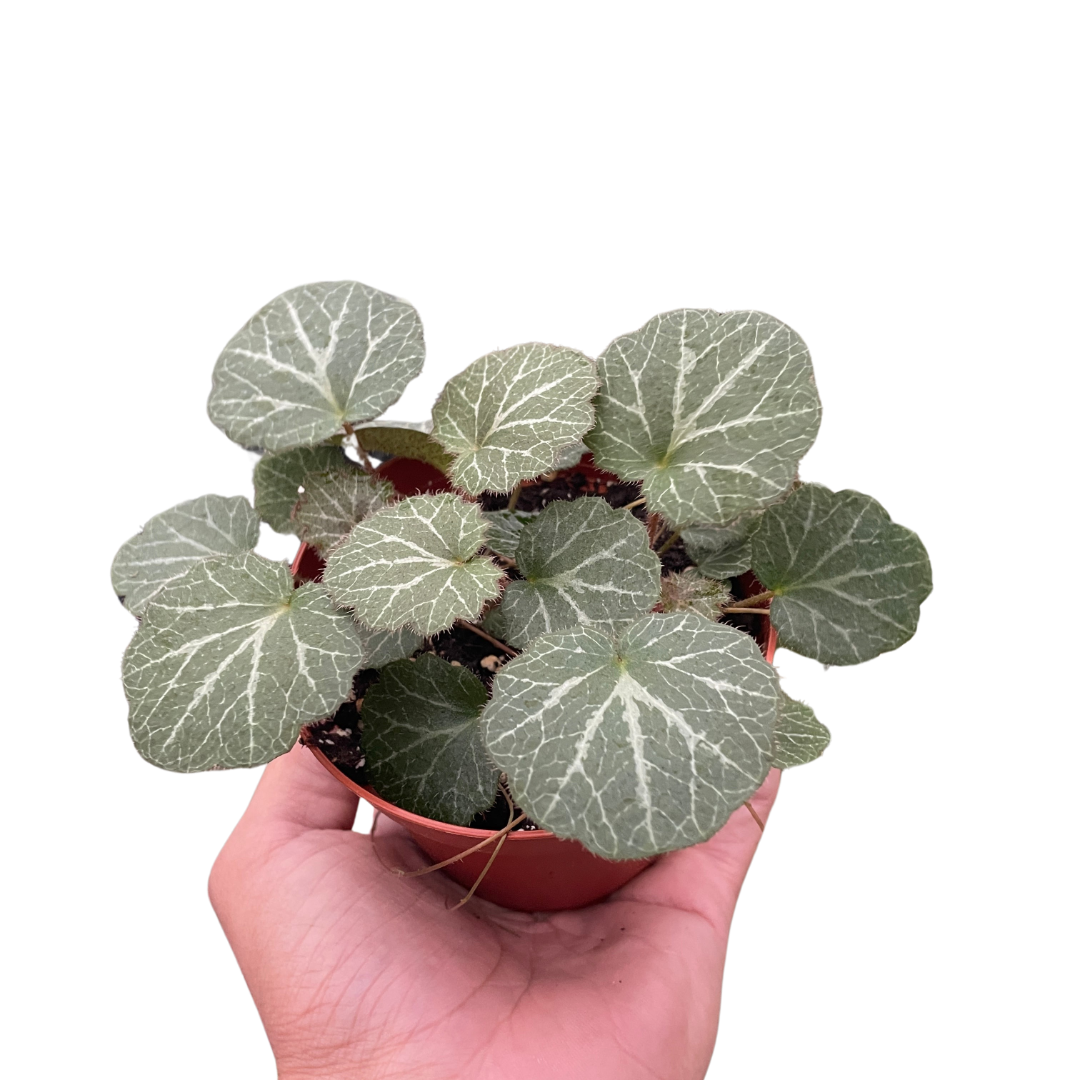 Creeping Saxifrage