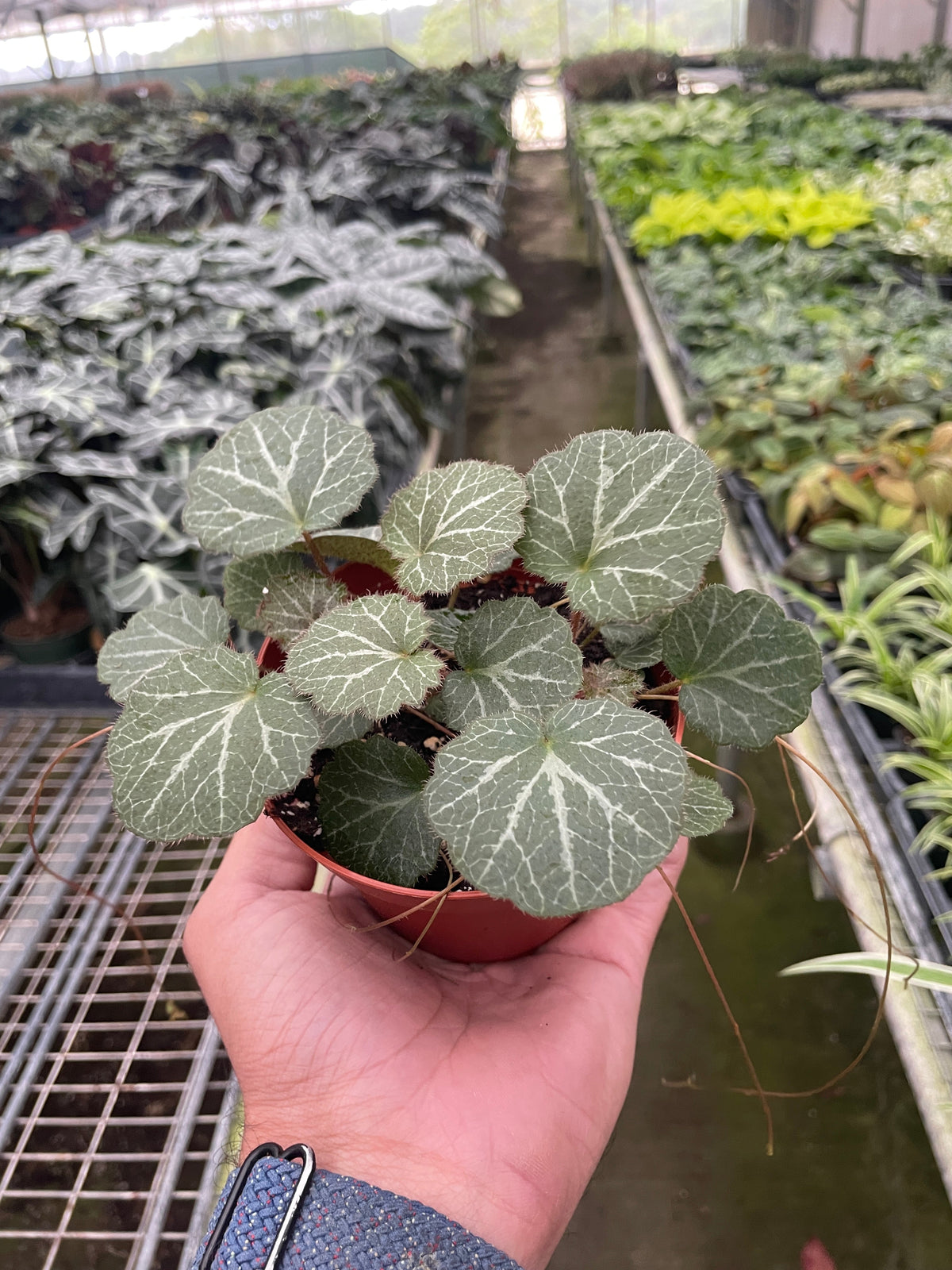 Creeping Saxifrage