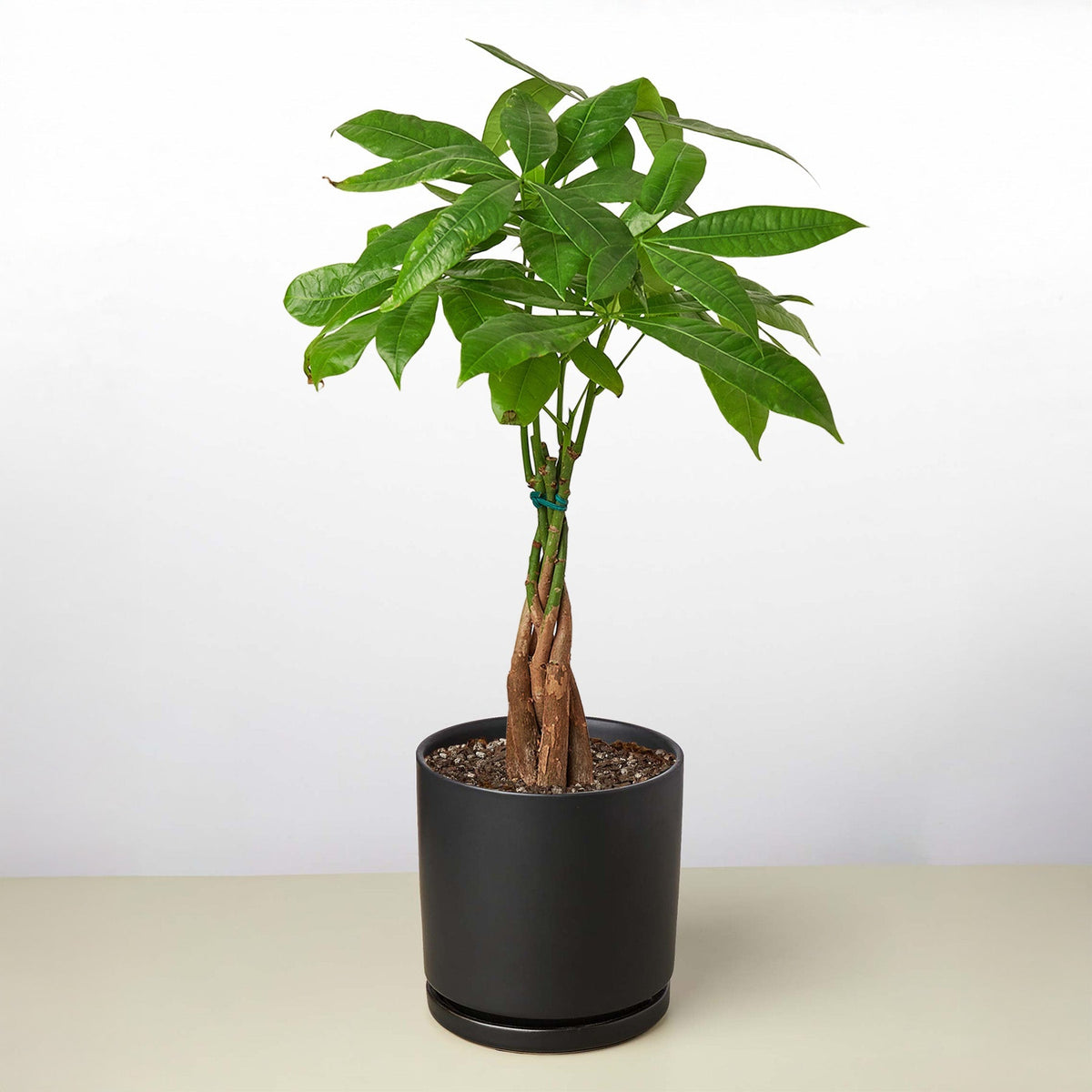Braided Money Tree