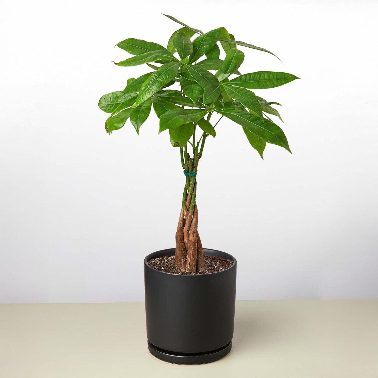 Braided Money Tree