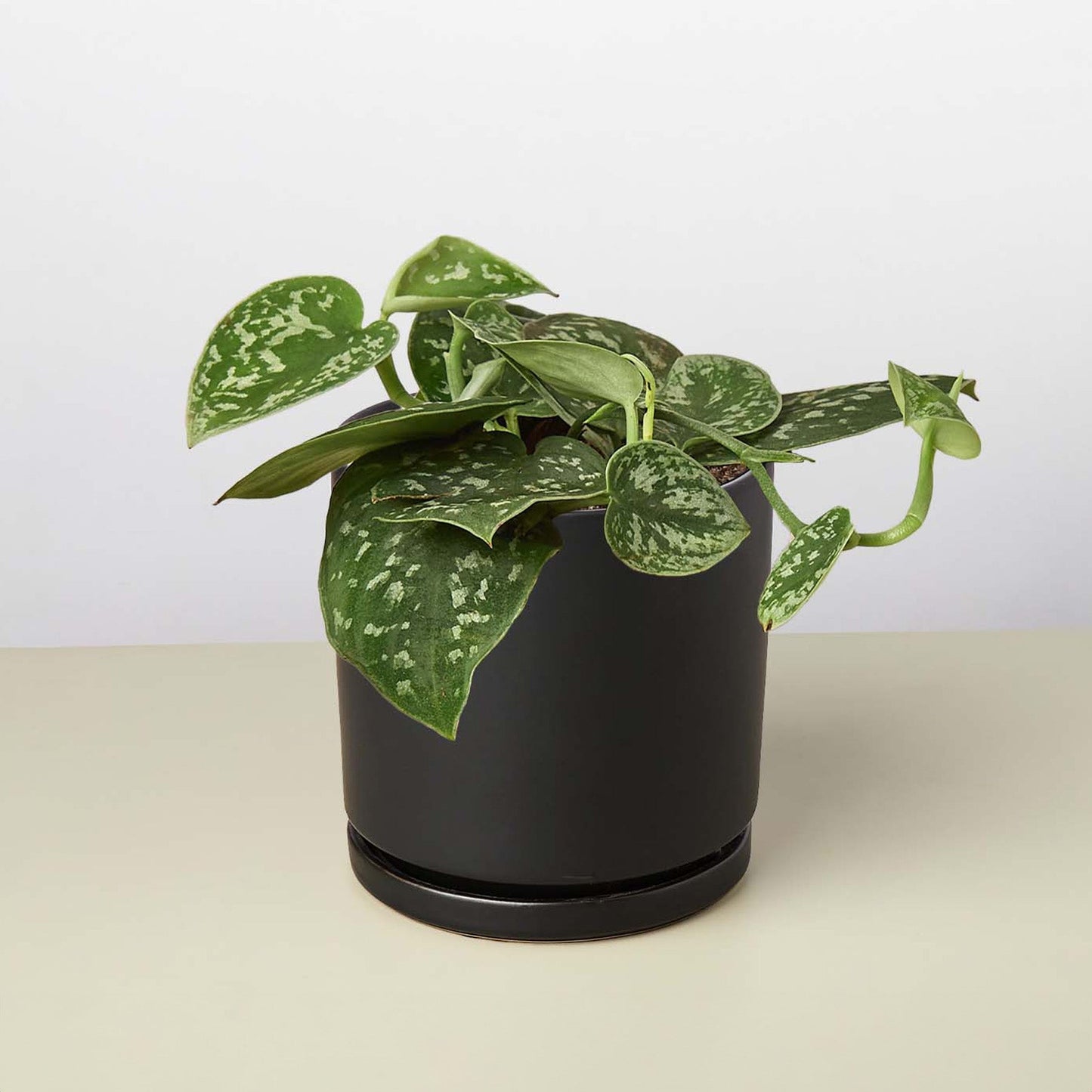 Satin Pothos 'Argyraeus'