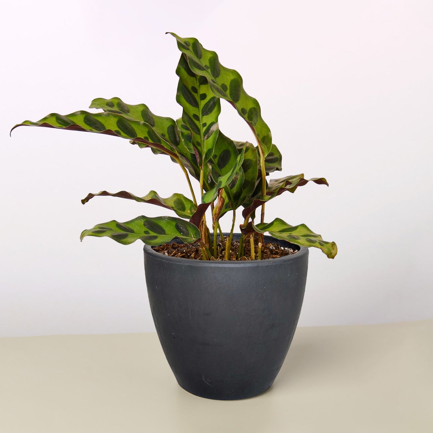 Rattlesnake Plant
