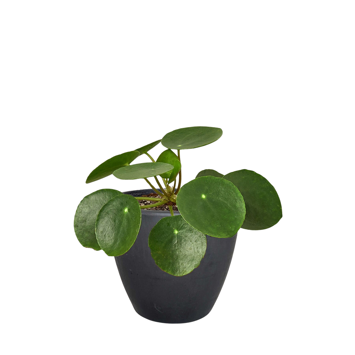 Chinese money plant