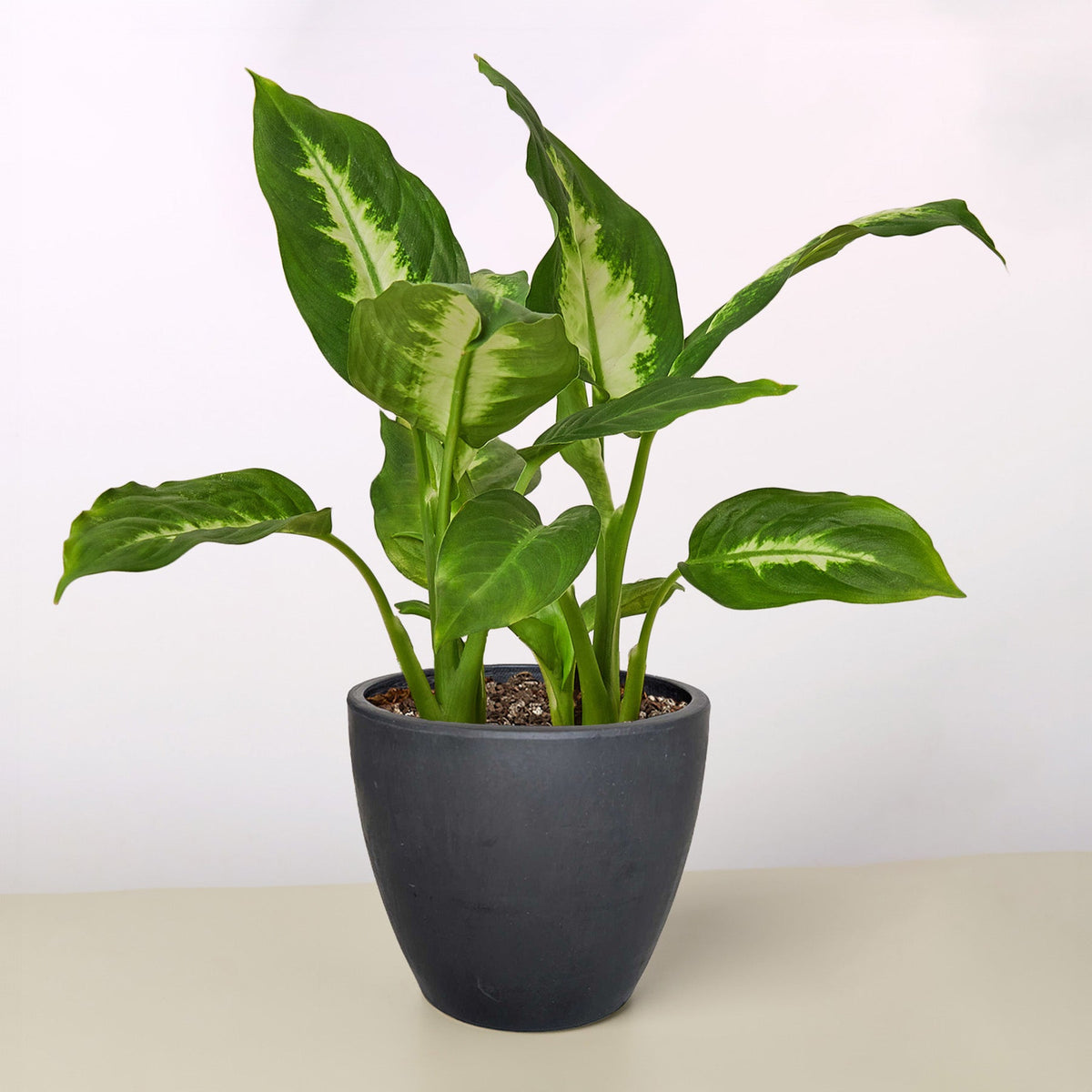 Dieffenbachia Camilla
