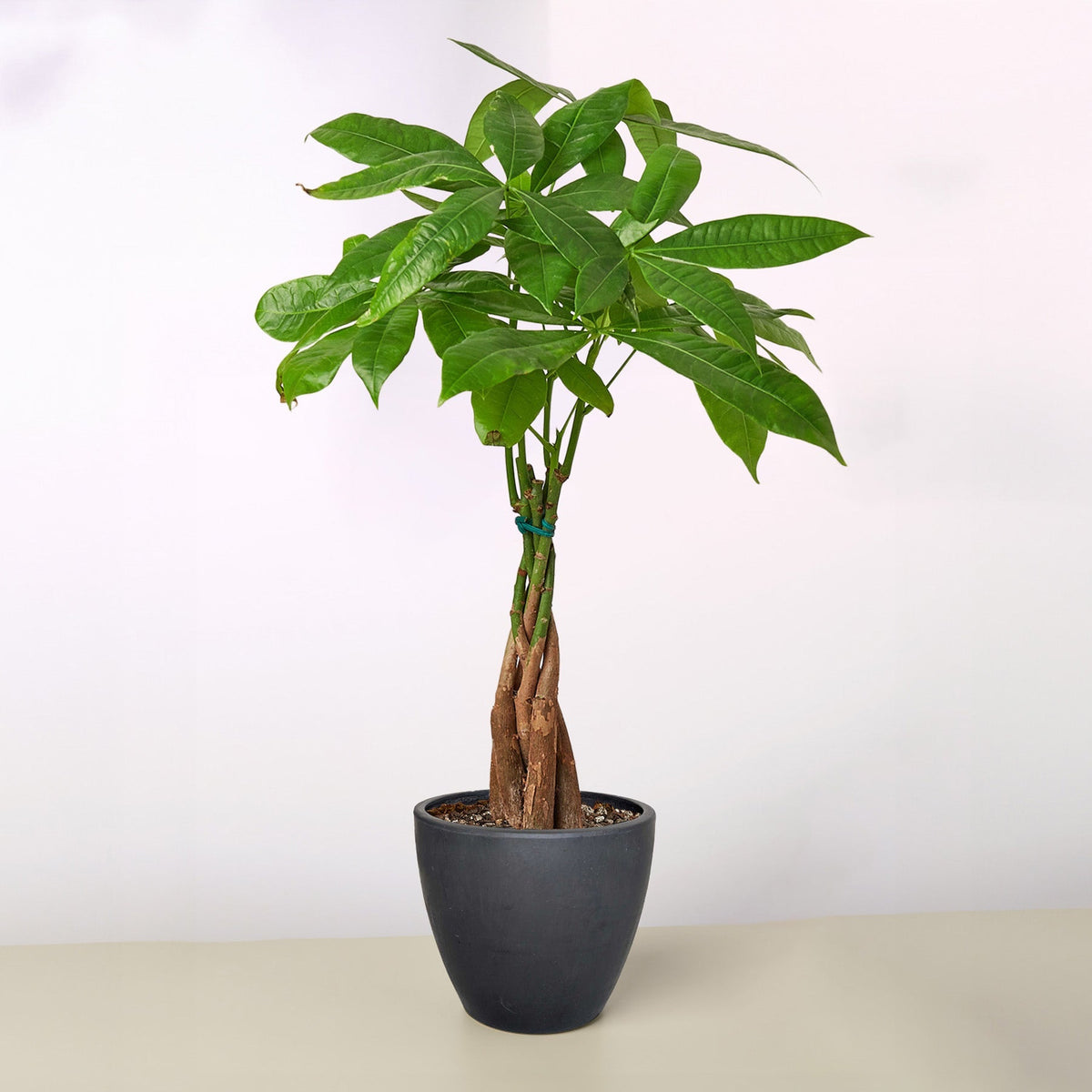 Braided Money Tree