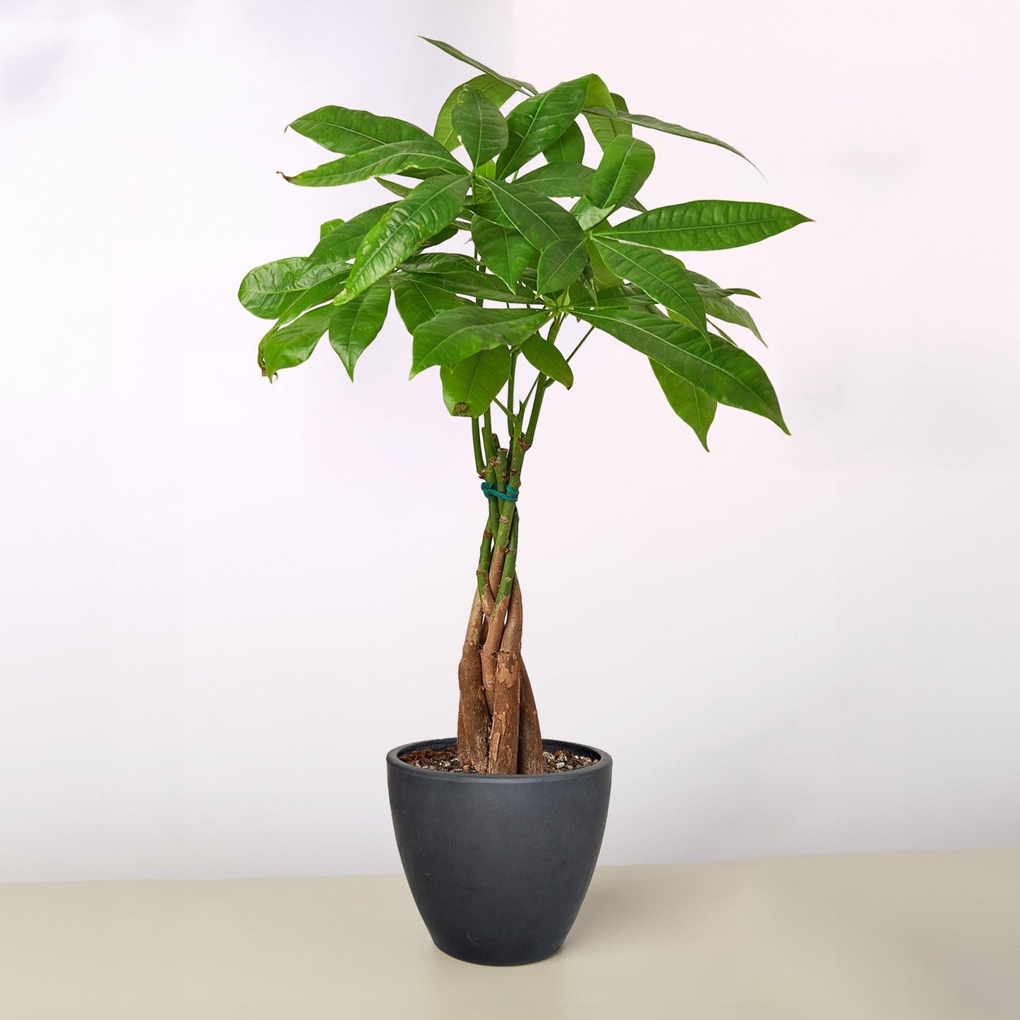 Braided Money Tree