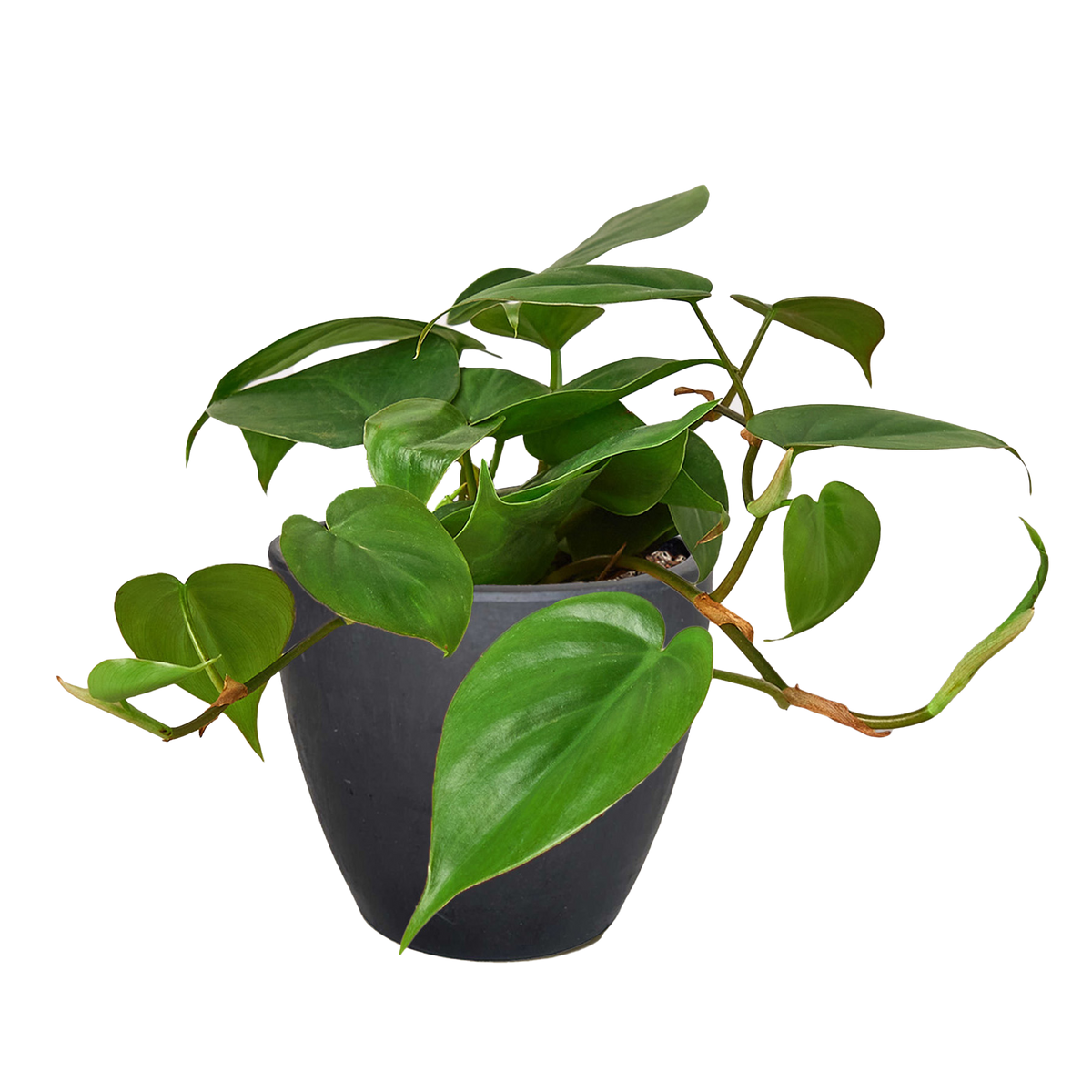 Heart Leaf Philodendron