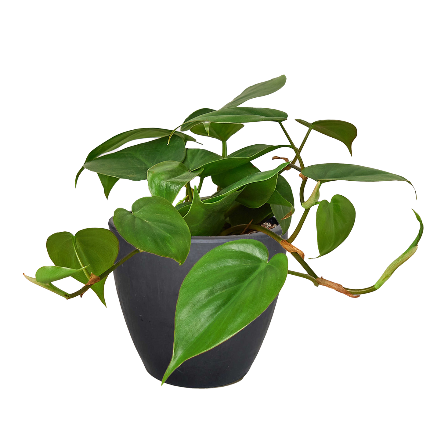 Heart Leaf Philodendron