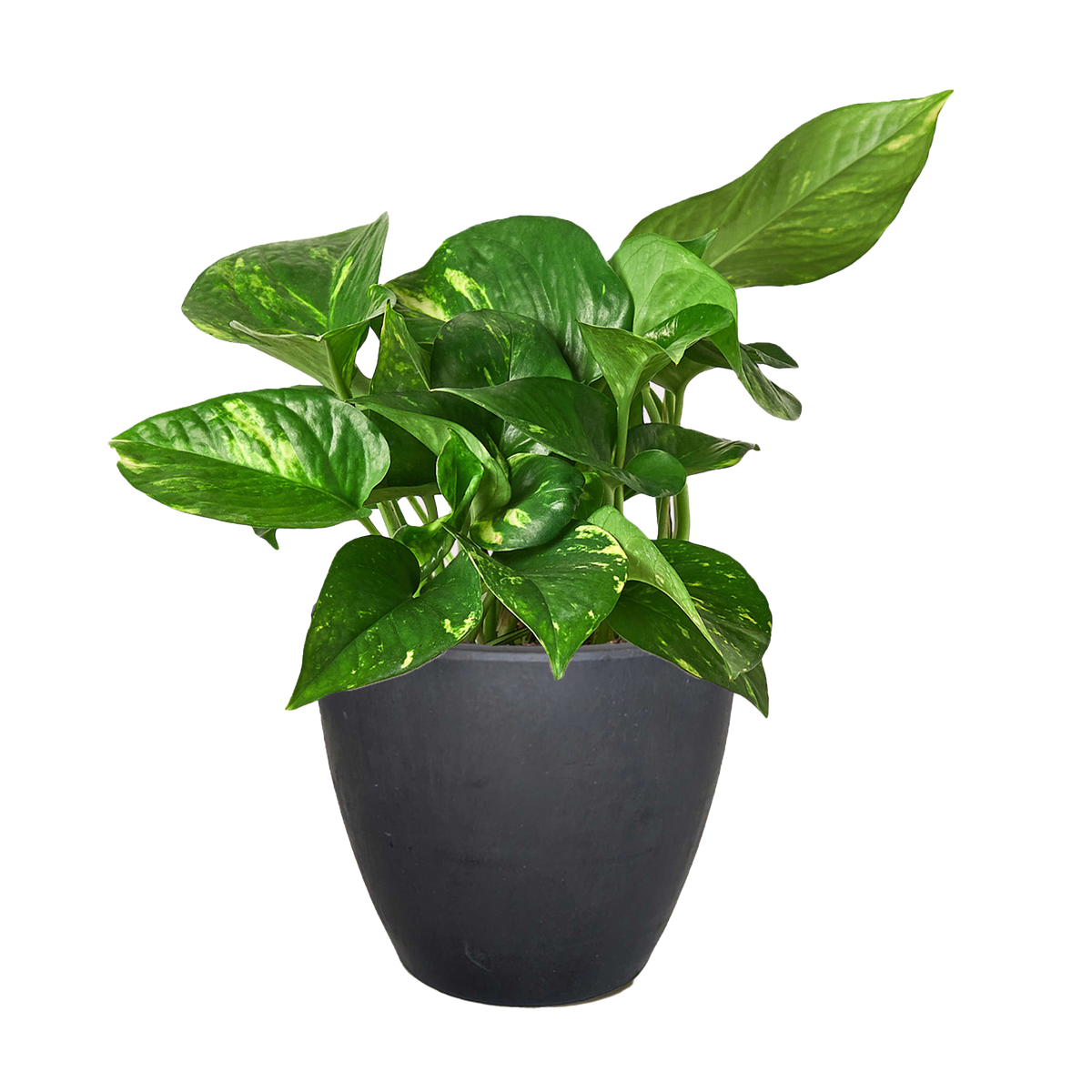 Golden Pothos