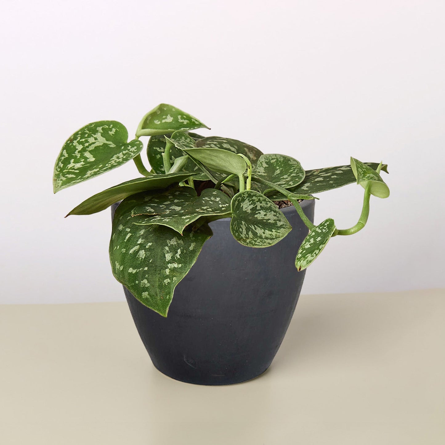 Satin Pothos 'Argyraeus'