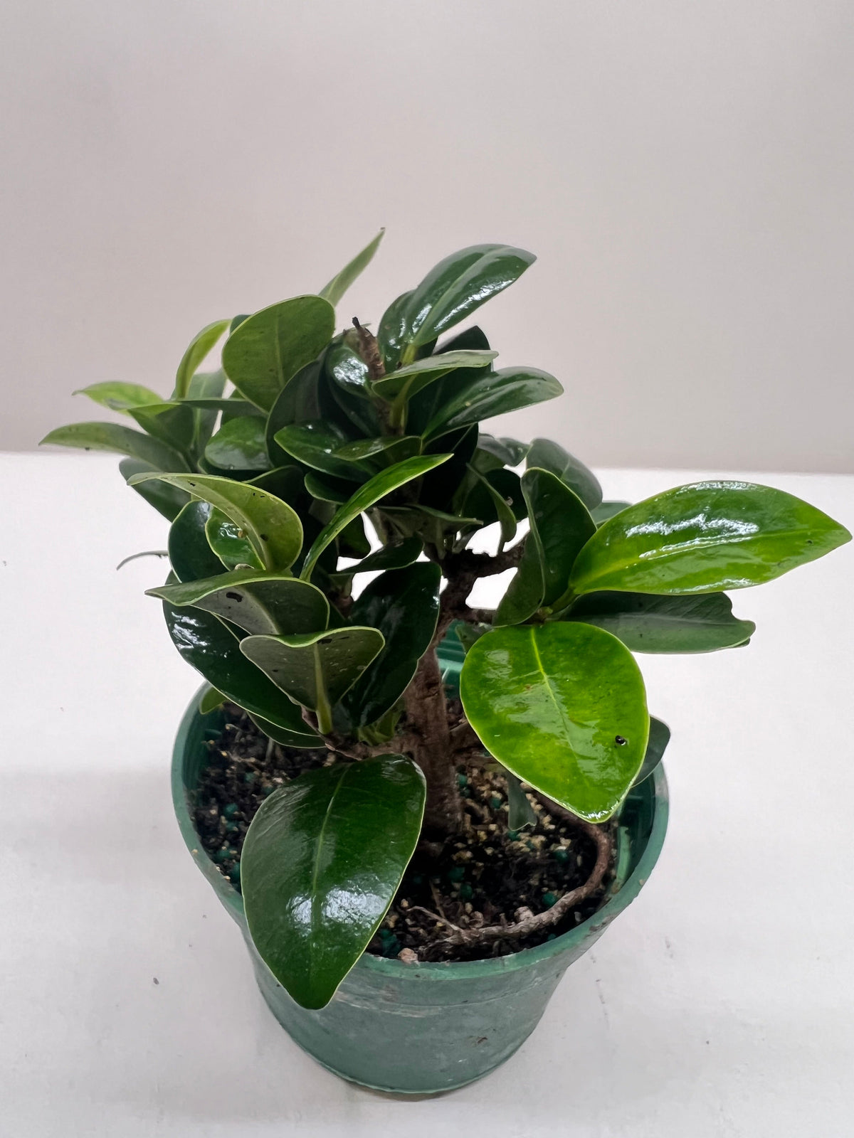 Bonsai Ficus