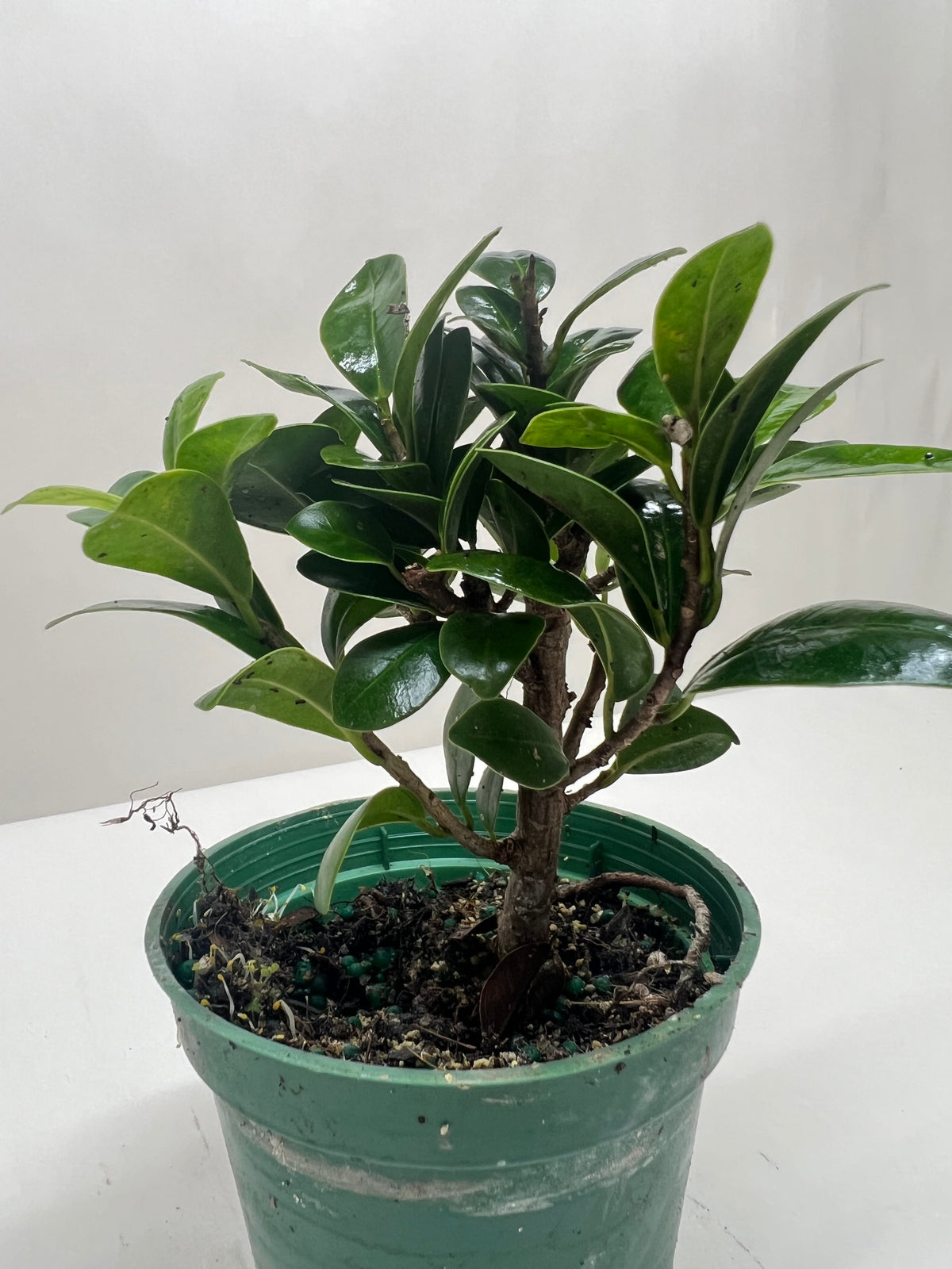 Bonsai Ficus