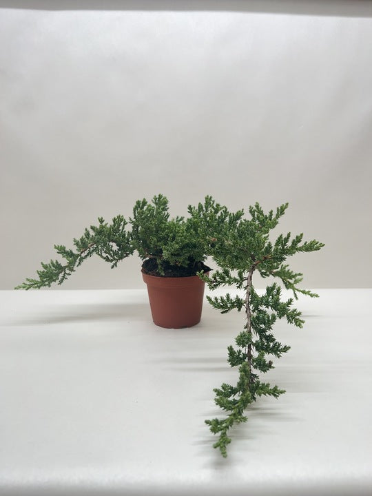 Juniper Bonsai
