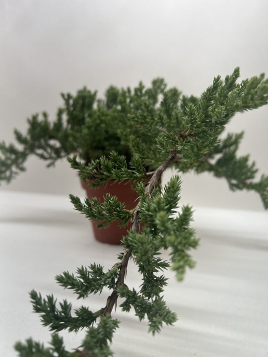 Juniper Bonsai
