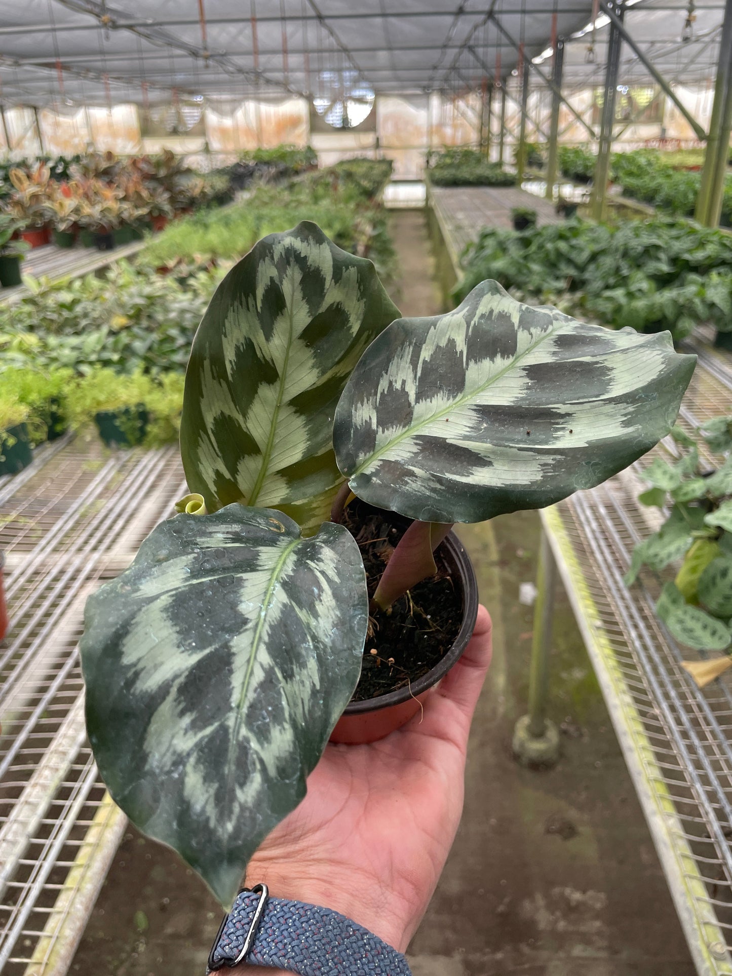Calathea 'Helen Kennedy'