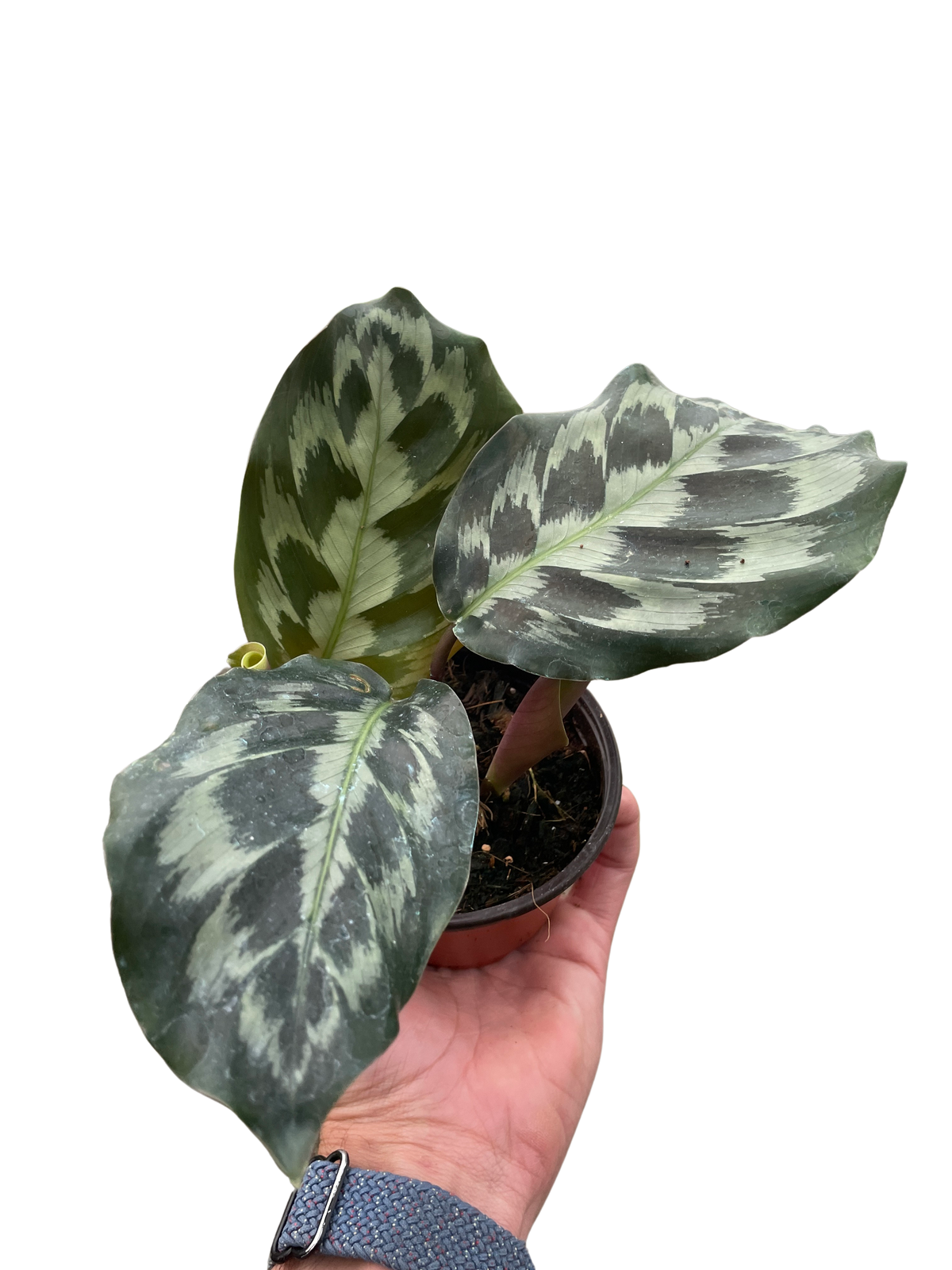 Calathea 'Helen Kennedy'