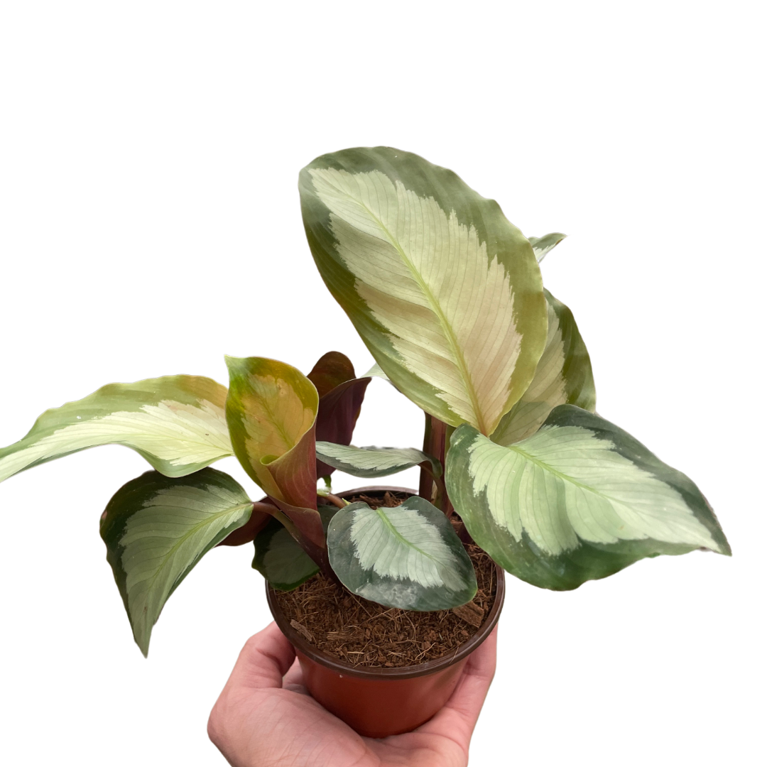 Calathea picturata
