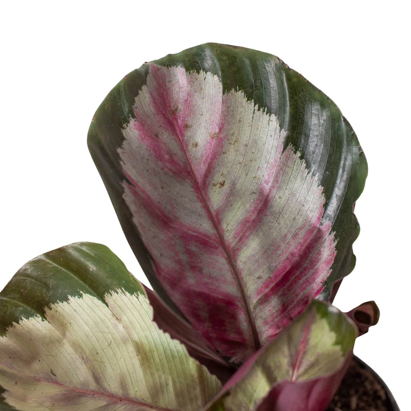 Rose-painted Calathea 'Silvia'