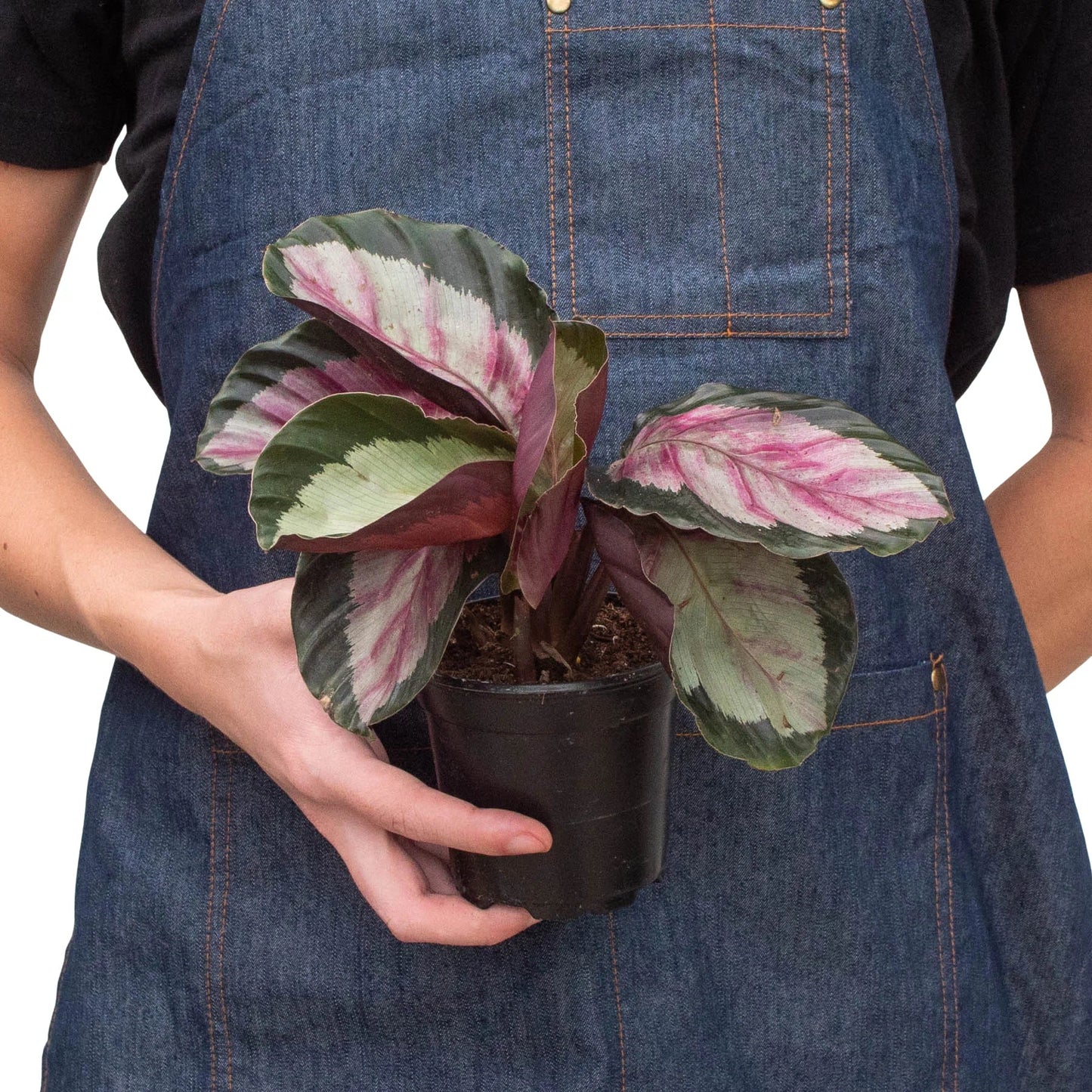 Rose-painted Calathea 'Silvia'