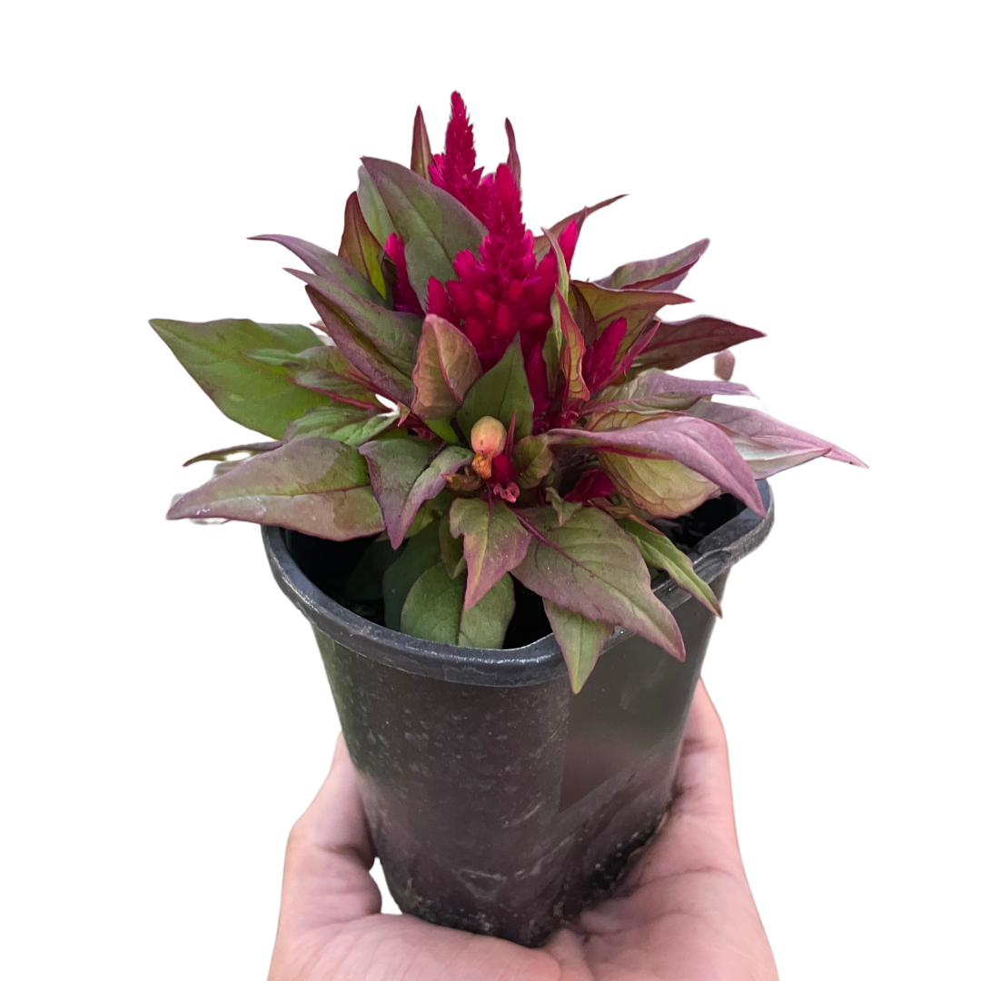 Wheat celosia
