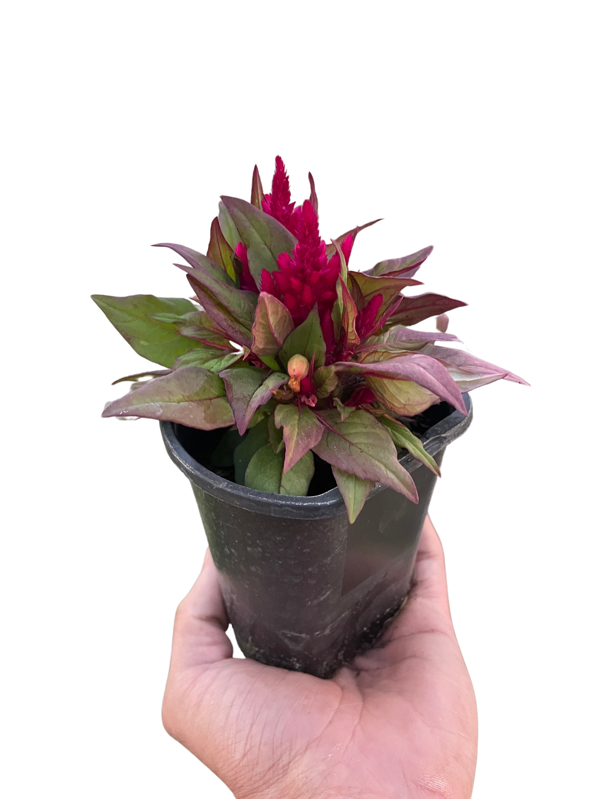Wheat celosia