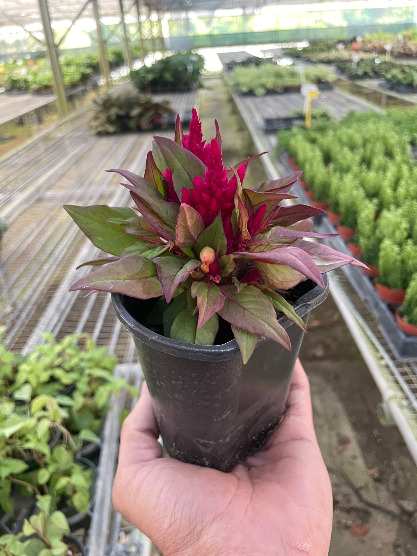Wheat celosia