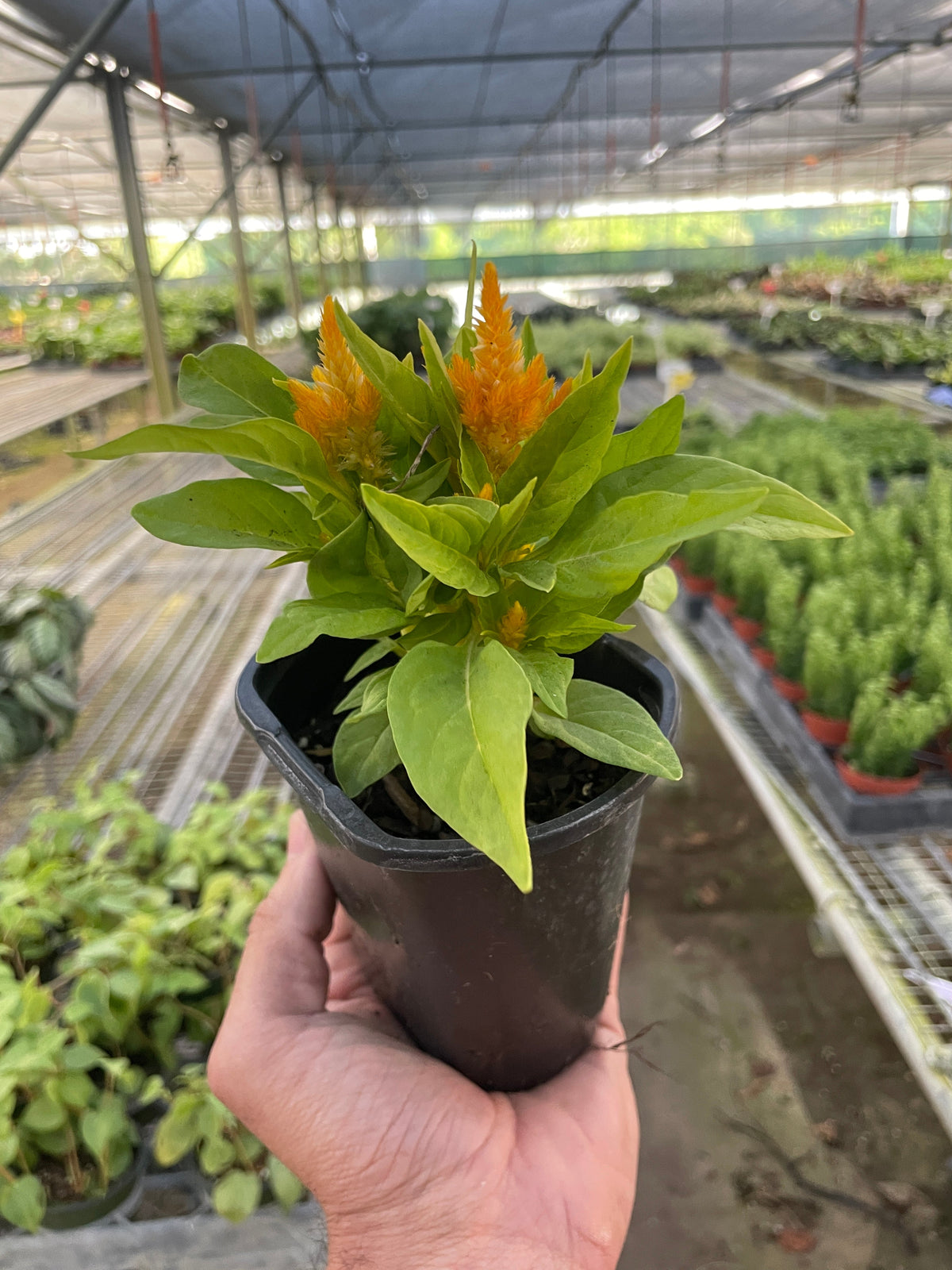 Wheat celosia