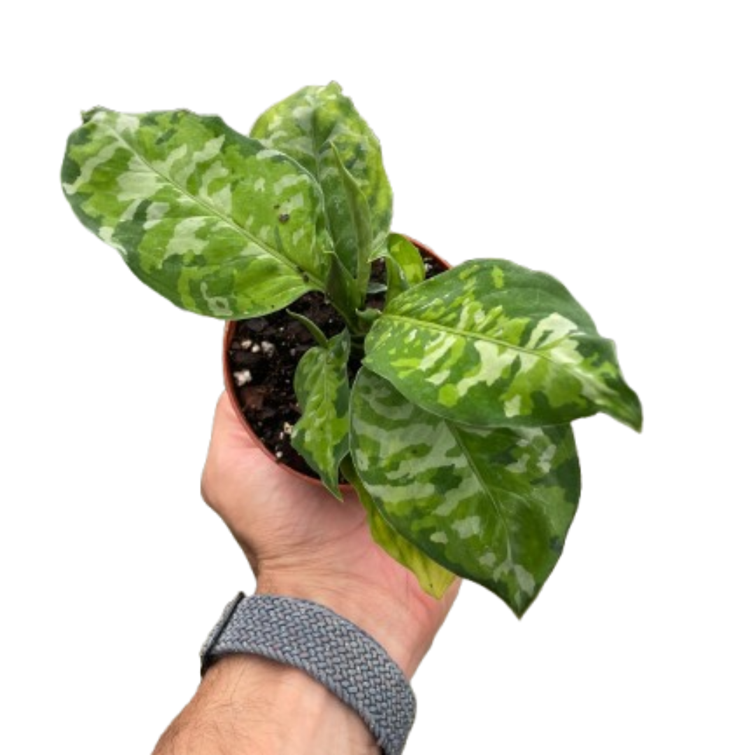 Indonesian Evergreen 'Tricolor'