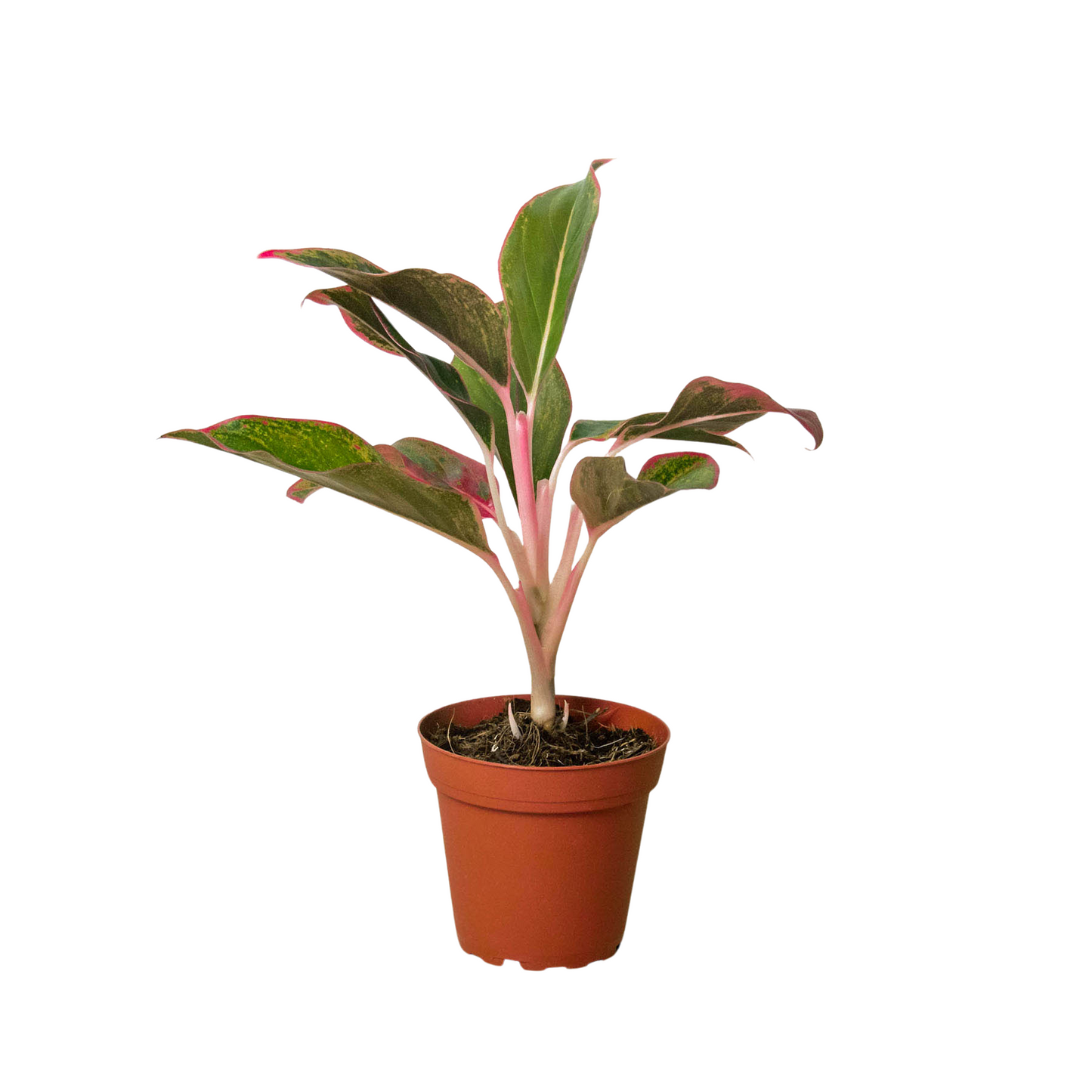 Chinese Evergreen 'Siam Aurora'