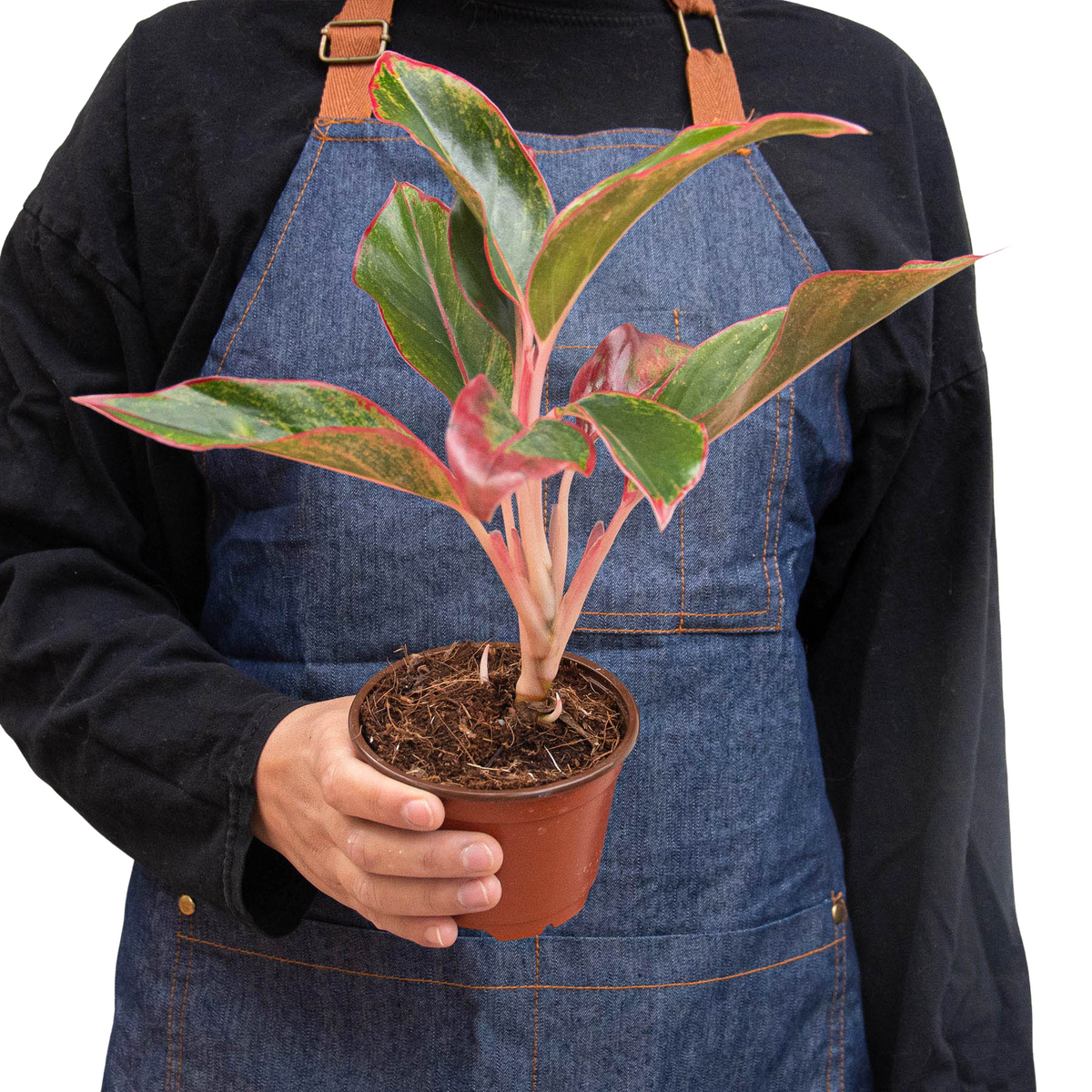 Chinese Evergreen 'Siam Aurora'